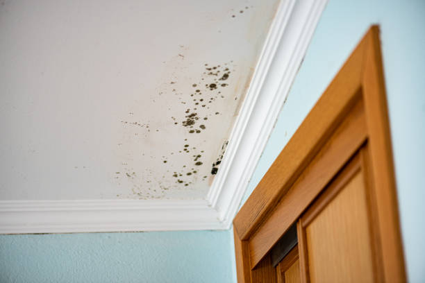 Best Home Mold Removal  in Ontonagon, MI