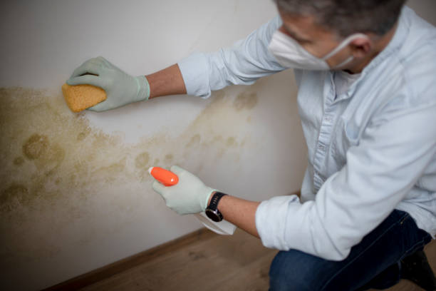 Best Commercial Mold Removal  in Ontonagon, MI