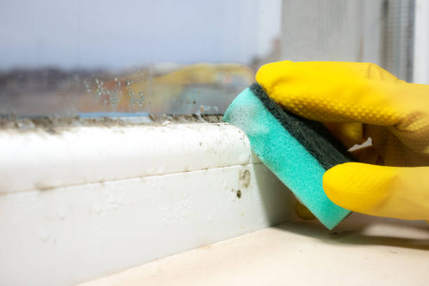 Best Local Mold Removal Service  in Ontonagon, MI