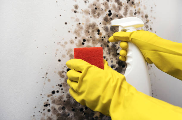 Best Black Mold Removal  in Ontonagon, MI