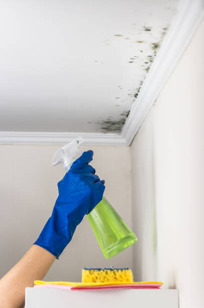 Best Attic Mold Removal  in Ontonagon, MI